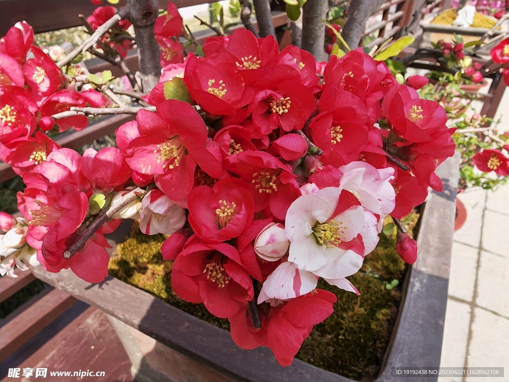 海棠花