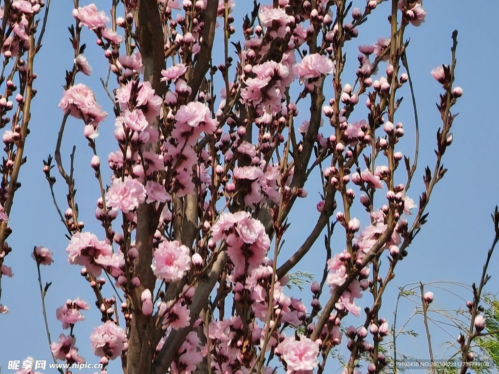 碧桃花 