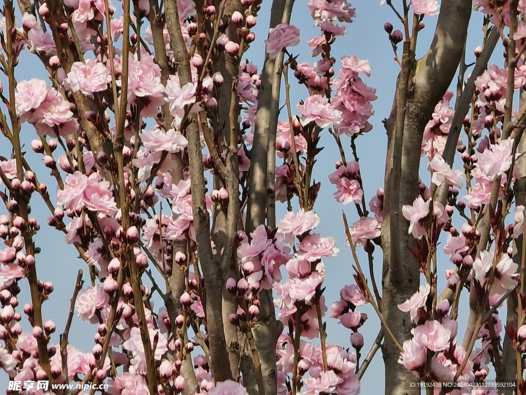 碧桃花 