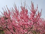 碧桃花 