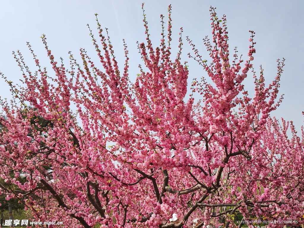 碧桃花 