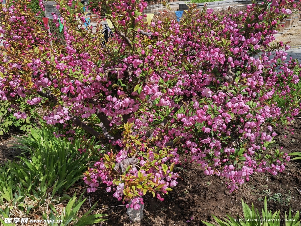 垂丝海棠花