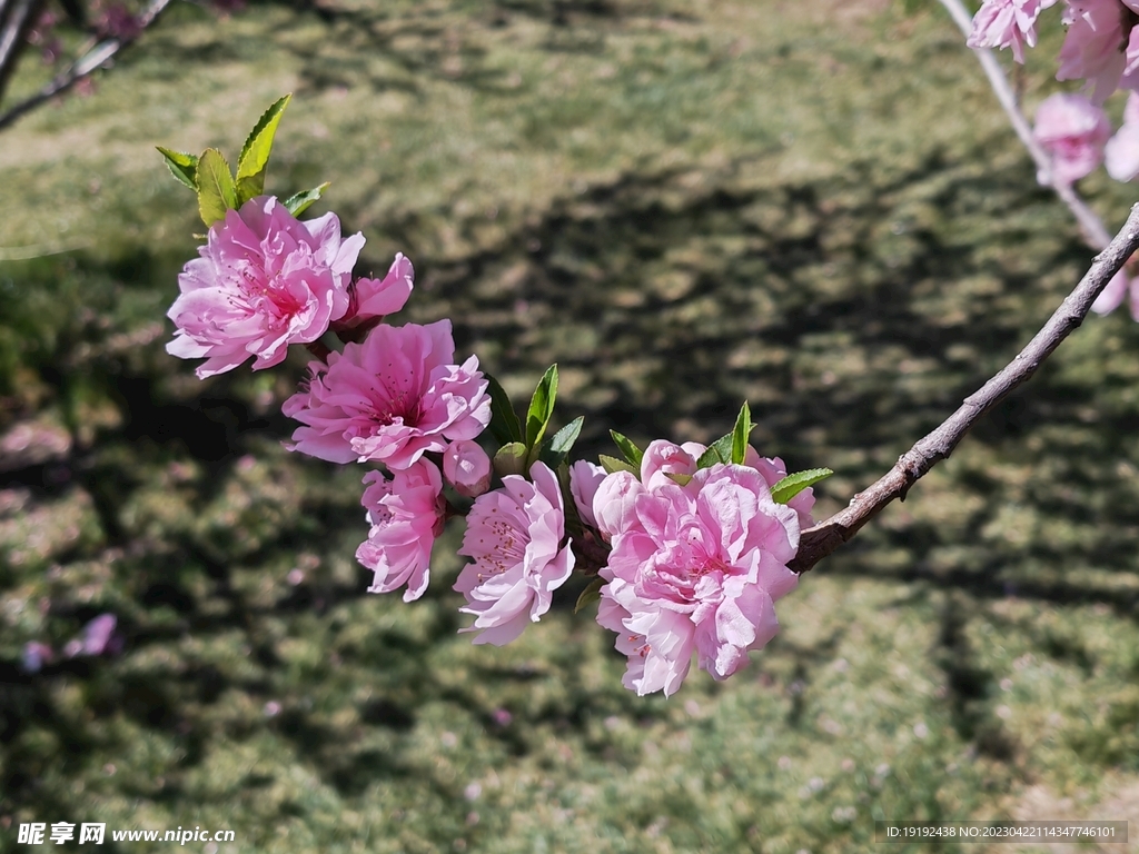 碧桃花