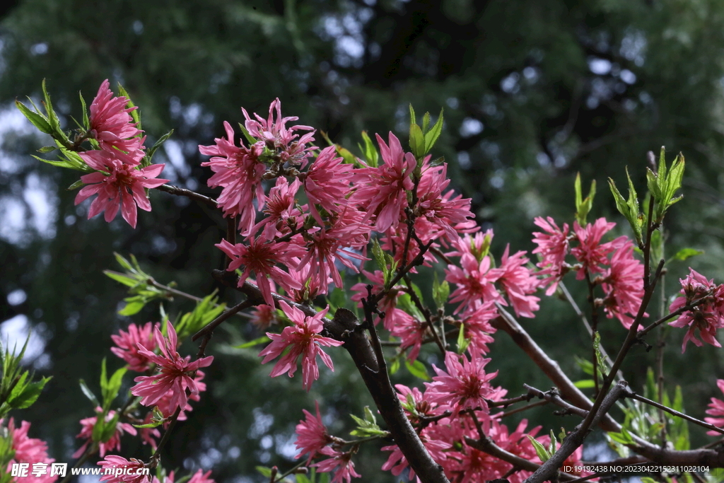 菊花桃 