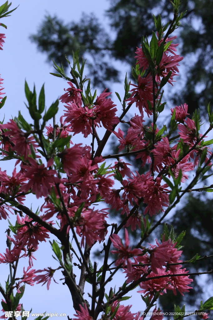 菊花桃 