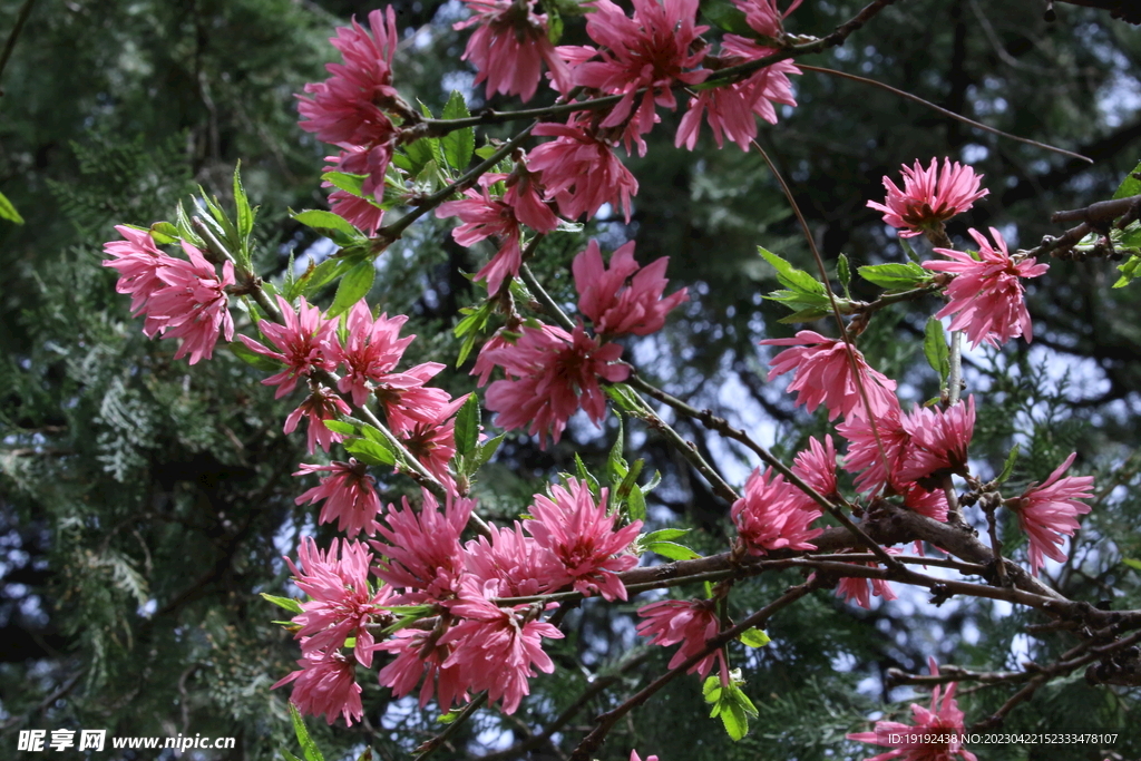 菊花桃 