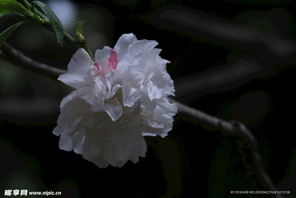 碧桃花