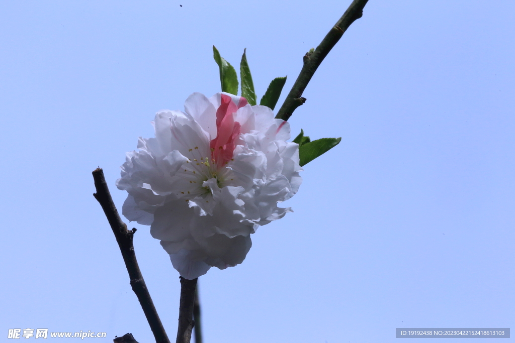 碧桃花