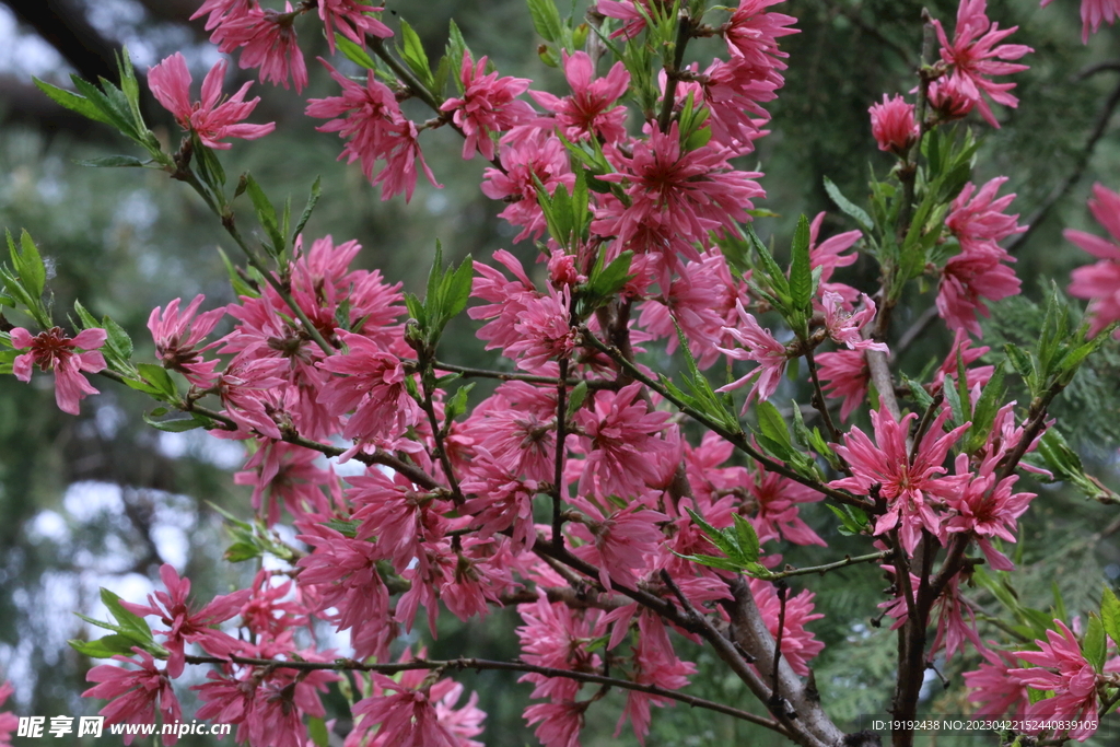 菊花桃 