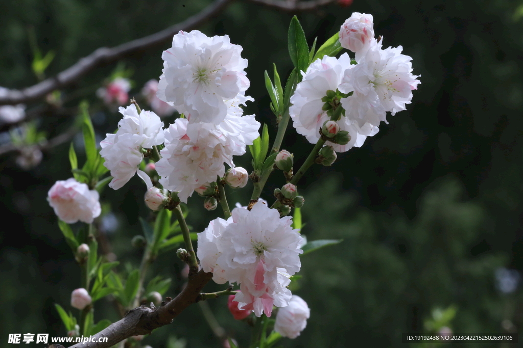碧桃花