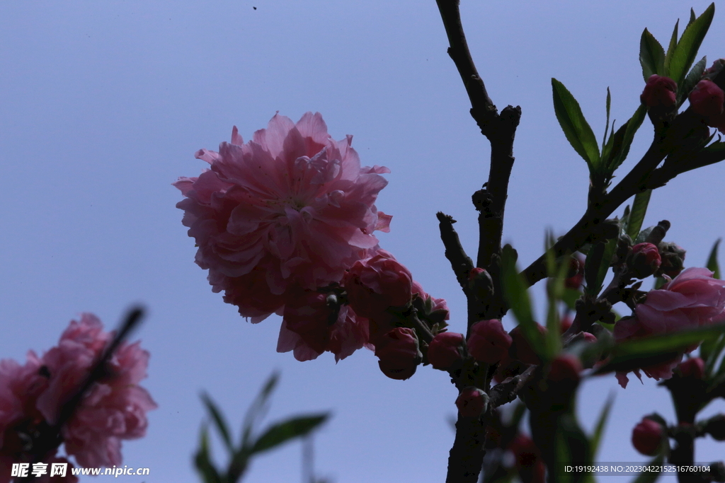 碧桃花 