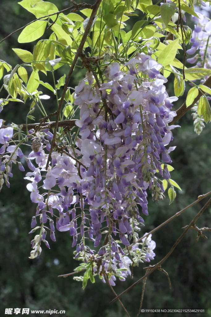 紫藤花