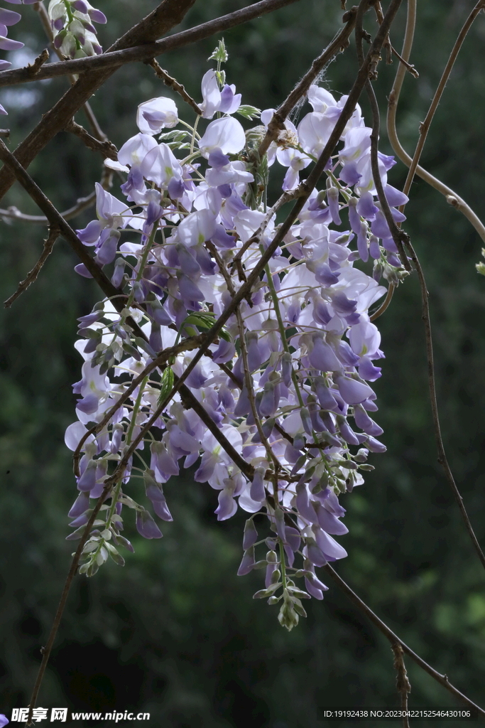 紫藤花
