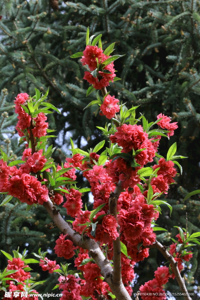 碧桃花 