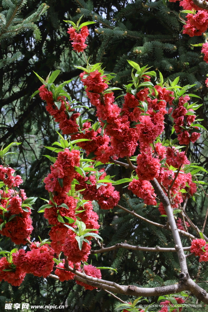 碧桃花 