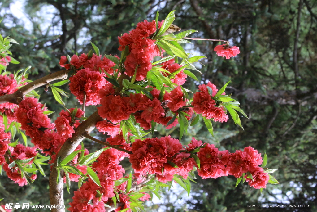 碧桃花
