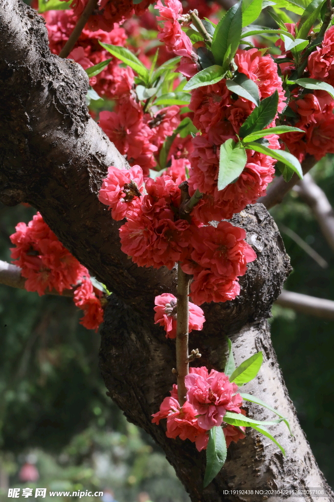 碧桃花 
