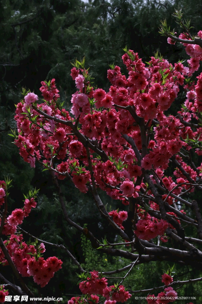 碧桃花 