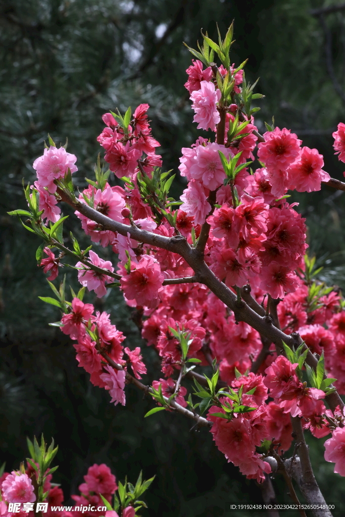 碧桃花 