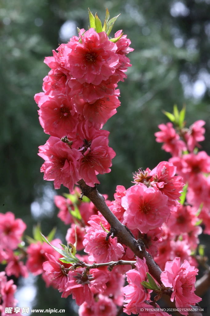 碧桃花
