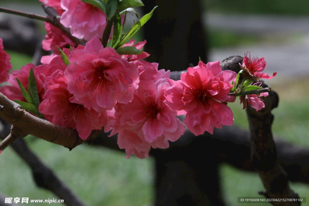 碧桃花 