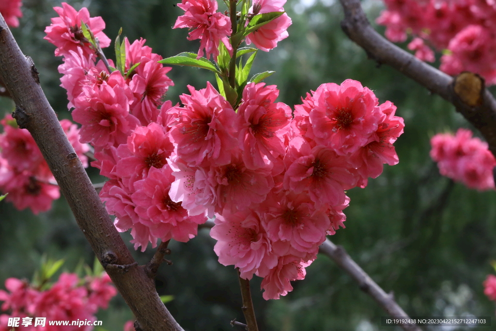碧桃花 