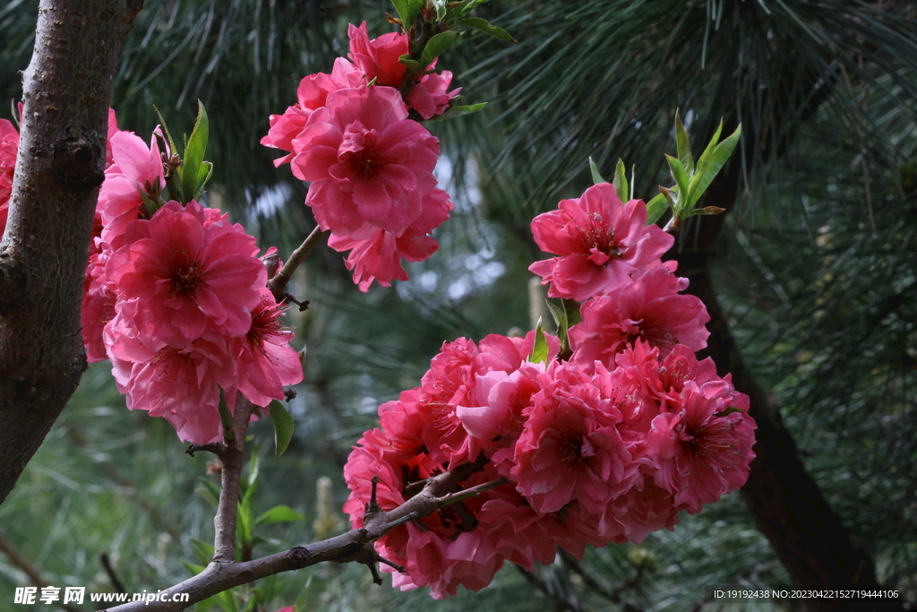 碧桃花 