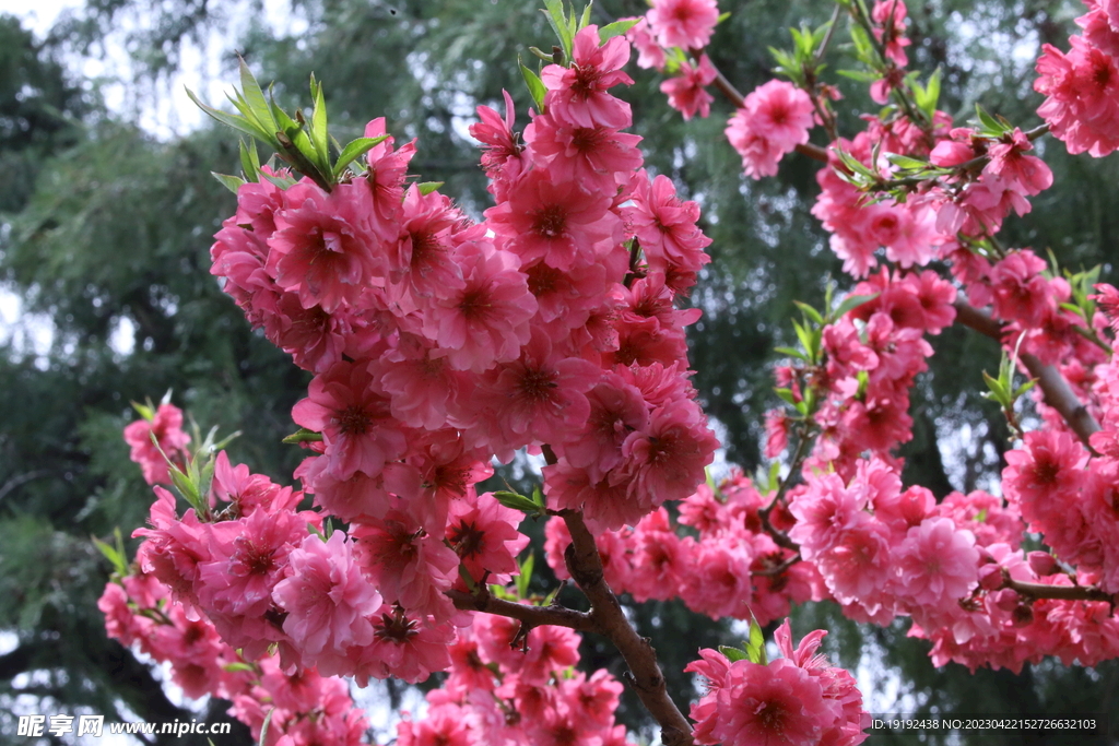 碧桃花 