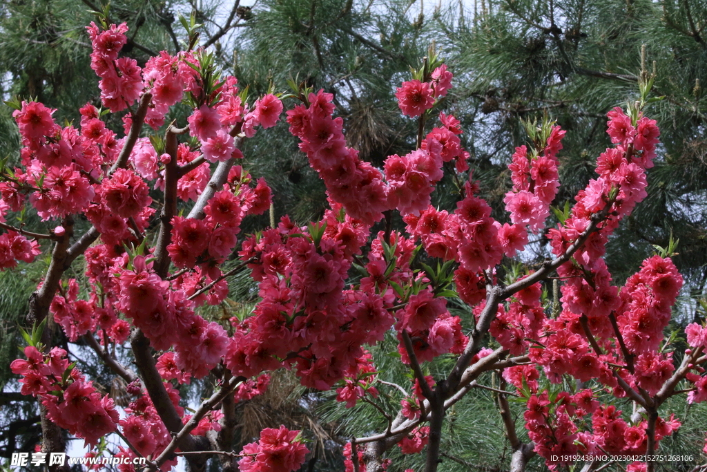 碧桃花