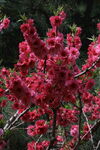 碧桃花 