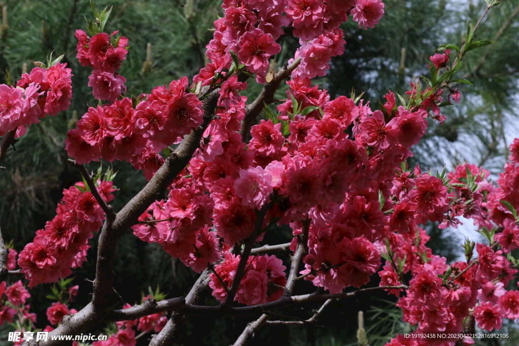 碧桃花 