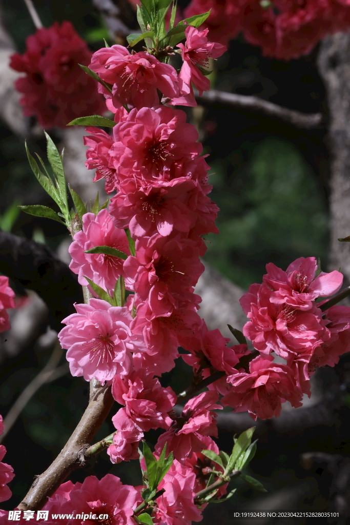 碧桃花