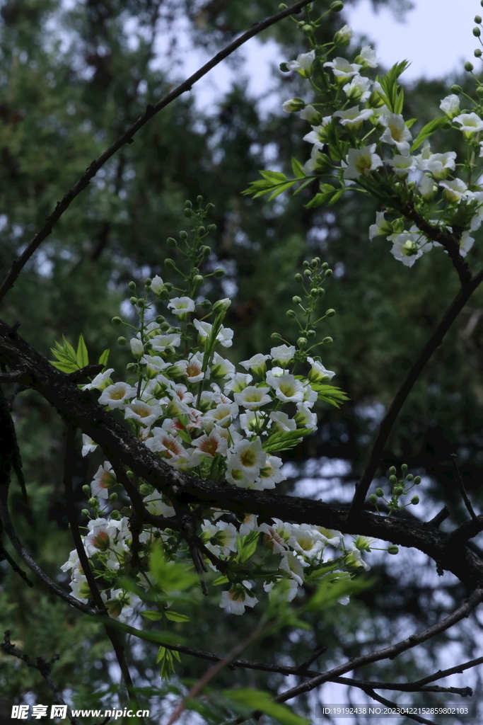文冠果花