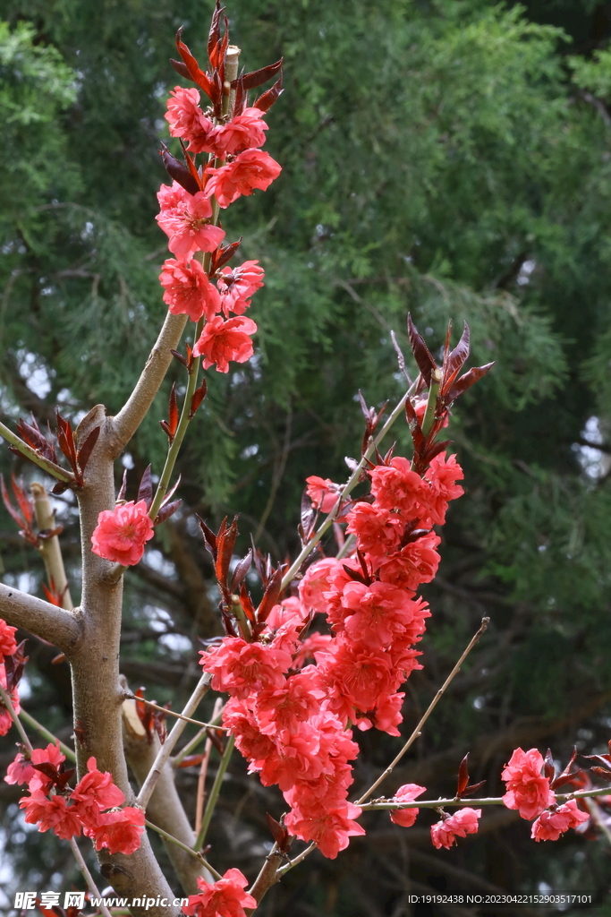 碧桃花