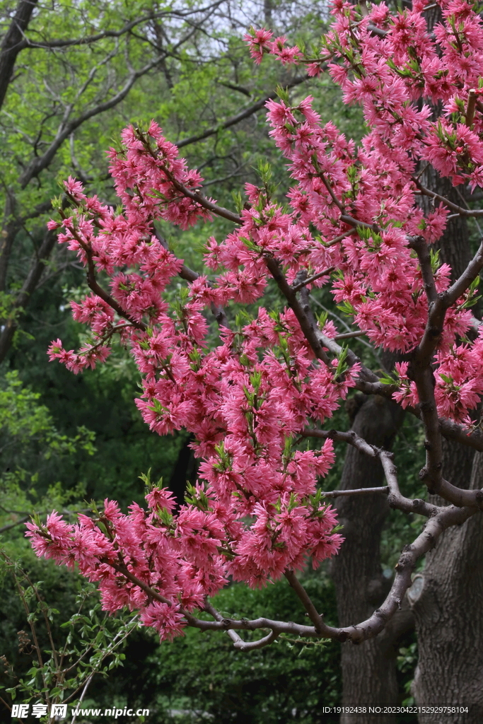 菊花桃 