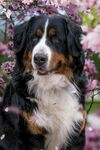 伯恩山犬