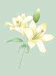 百合