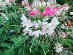 花花