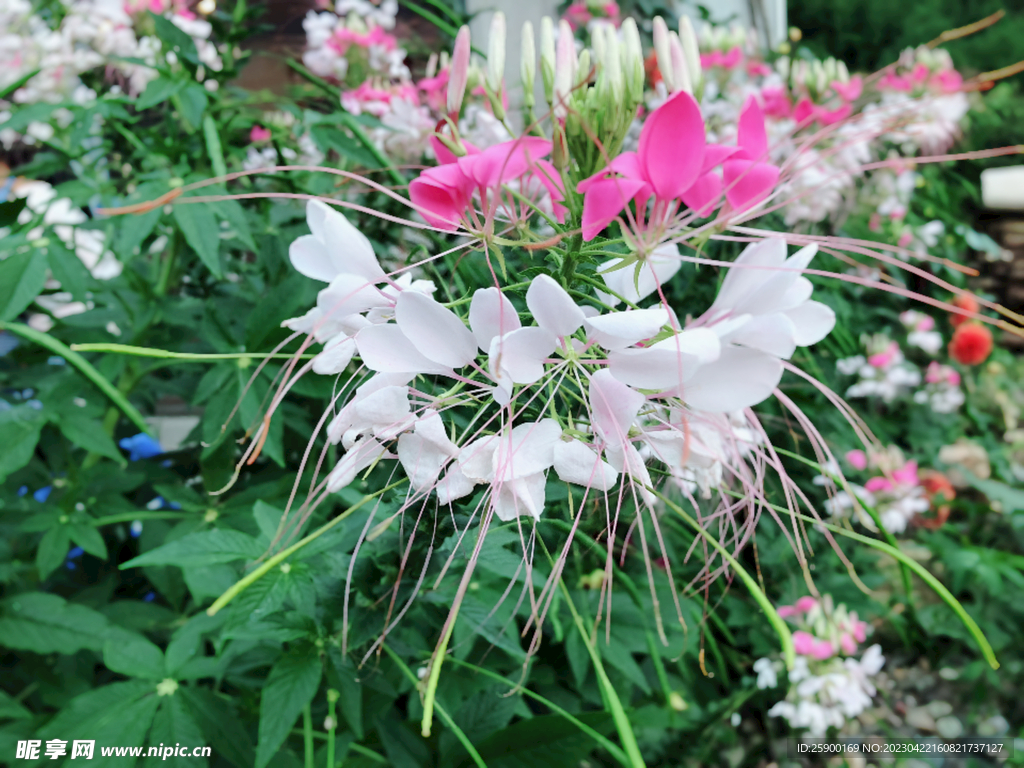 花花