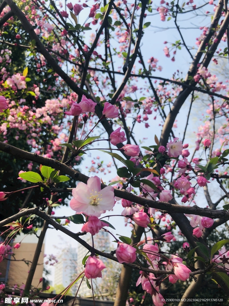 海棠花