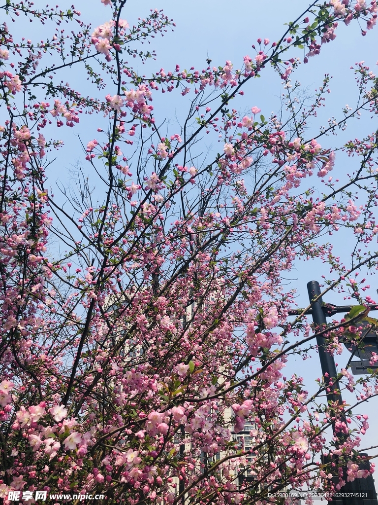 海棠花