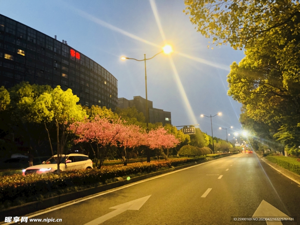 马路上的花