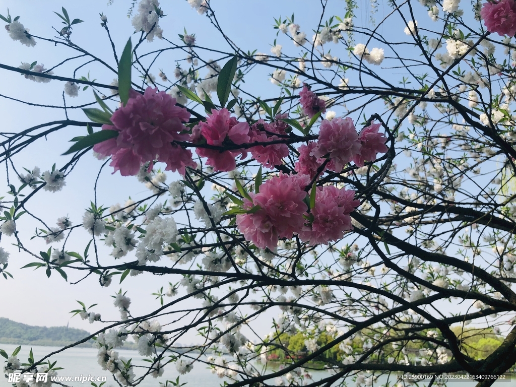 碧桃花