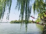杭州西湖的垂柳