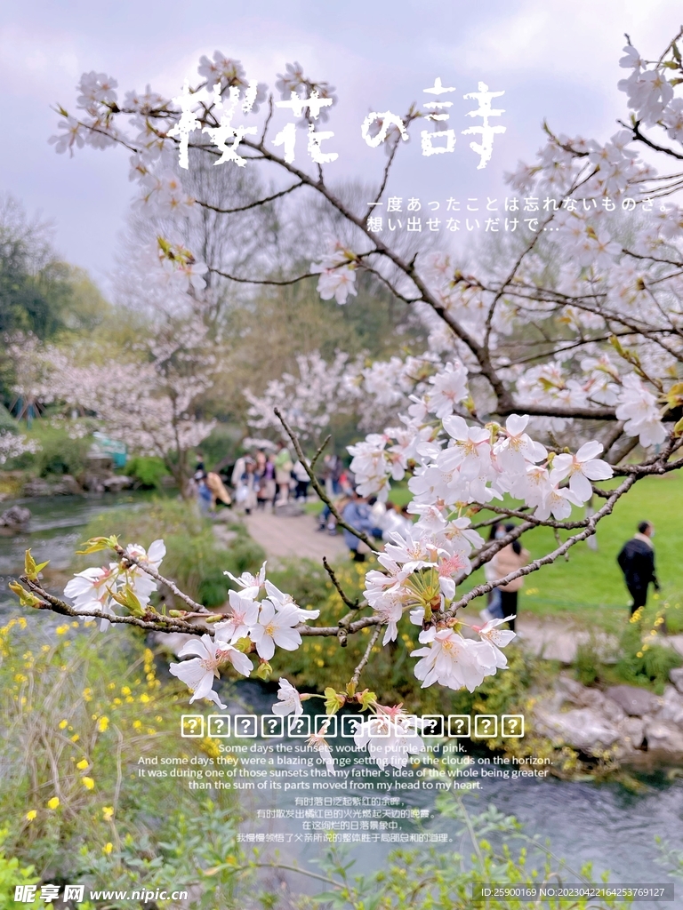樱花