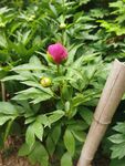 芍药