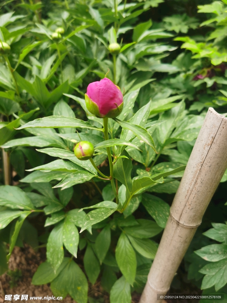 芍药