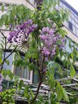 紫藤花