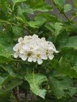 山楂花