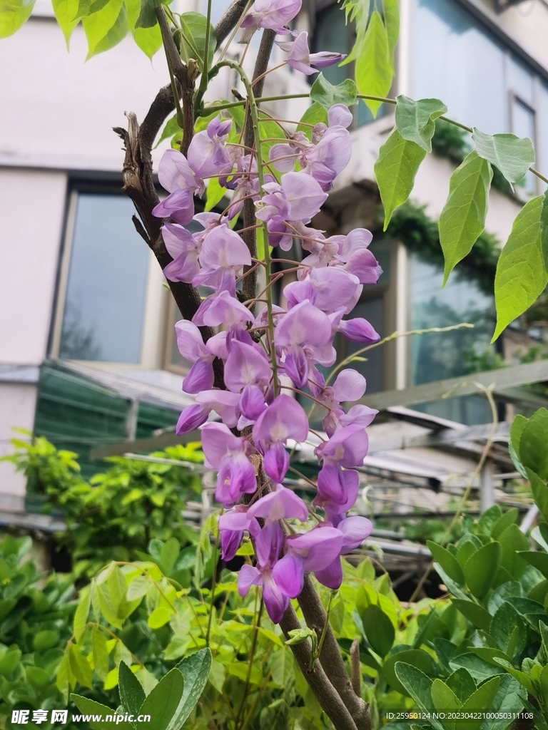 紫藤花
